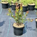 Tyčinkovec (Callistemon) ´PERTH PINK´  - výška 15-30 cm, kont. C2L 